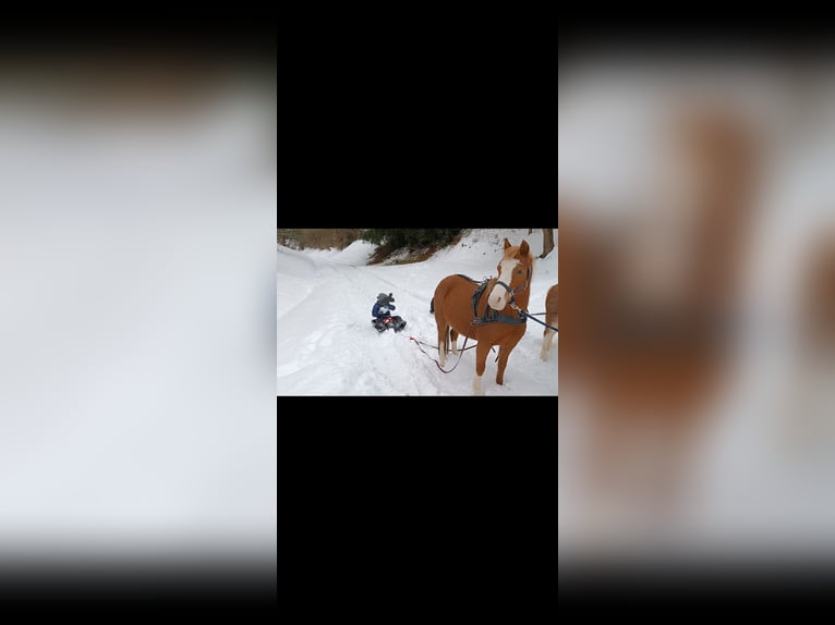 Welsh B Mare 11 years 12 hh Chestnut-Red in Auenwald