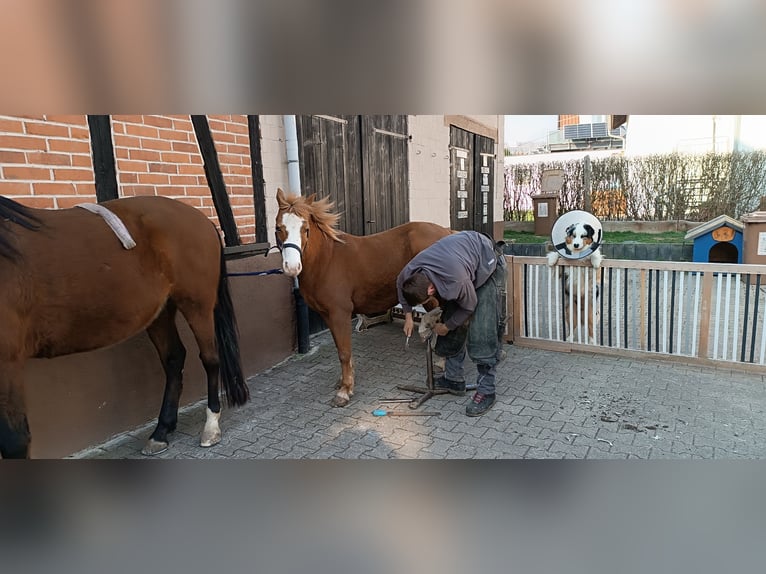Welsh B Mare 11 years 12 hh Chestnut-Red in Auenwald