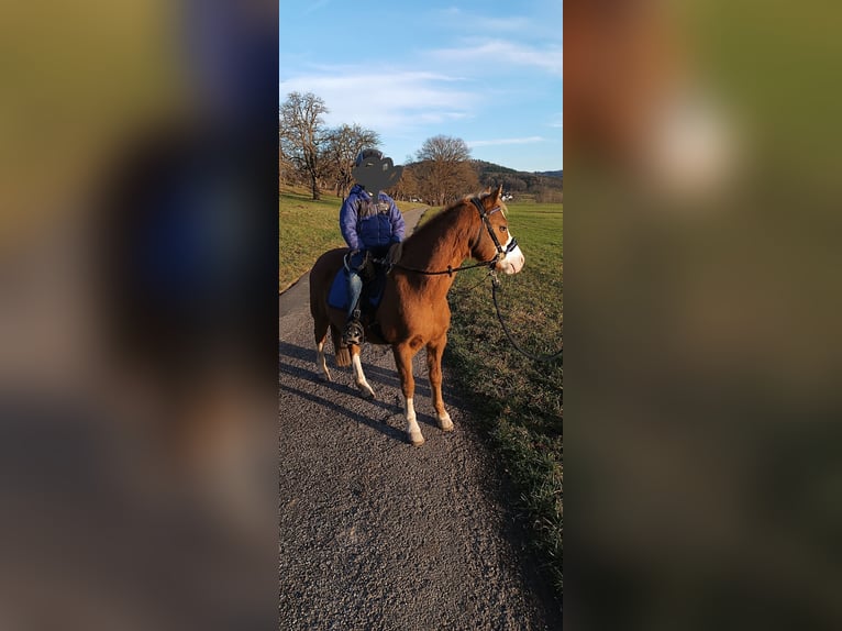 Welsh B Mare 11 years 12 hh Chestnut-Red in Auenwald