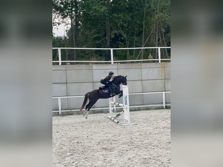 Welsh B Mare 11 years 12,3 hh Chestnut in Rumia