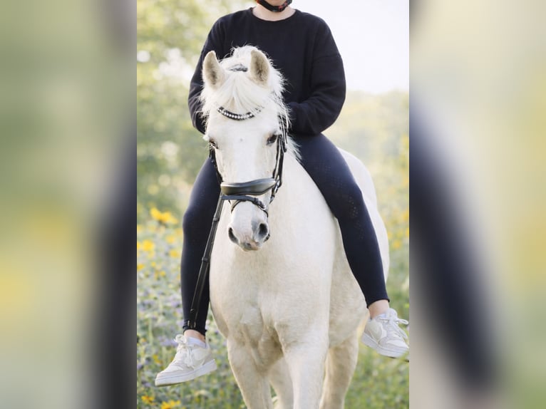 Welsh B Mare 11 years 12,3 hh Palomino in Bad Driburg