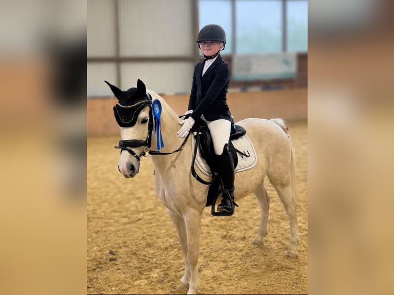 Welsh B Mare 11 years 12,3 hh Palomino in Bad Driburg