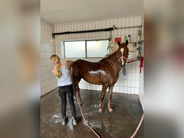 Welsh B Mare 11 years 13 hh Chestnut-Red in Heddesheim