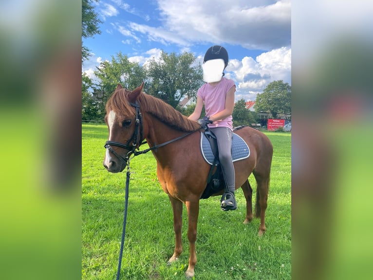 Welsh B Mare 11 years 13 hh Chestnut-Red in Heddesheim