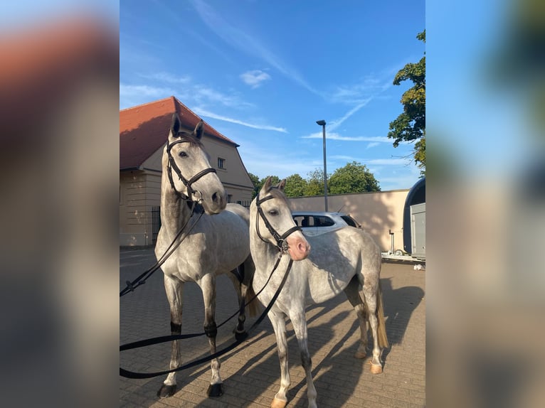 Welsh B Mare 11 years 13 hh Grey in Stüdenitz-Schönermark
