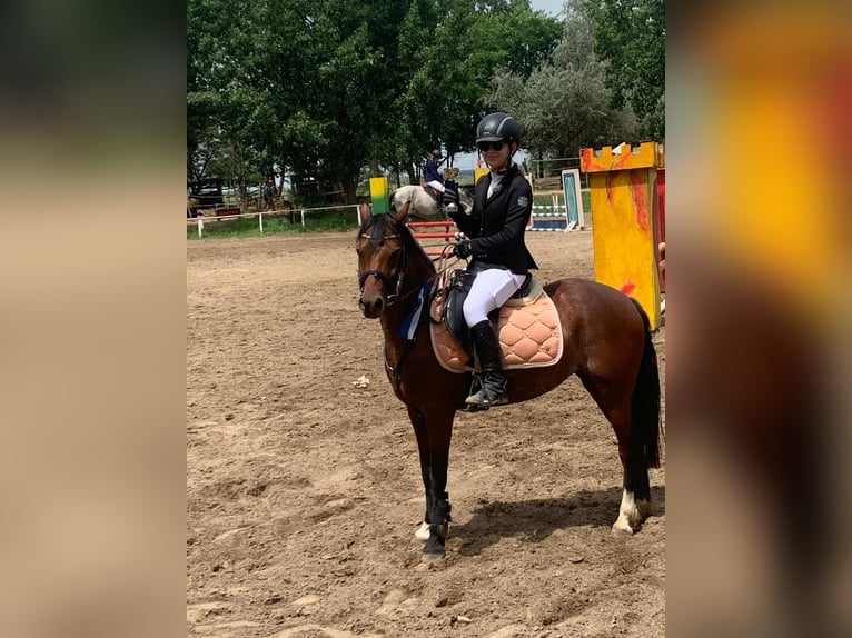 Welsh B Mare 11 years 13,1 hh Bay in Dunaharaszti