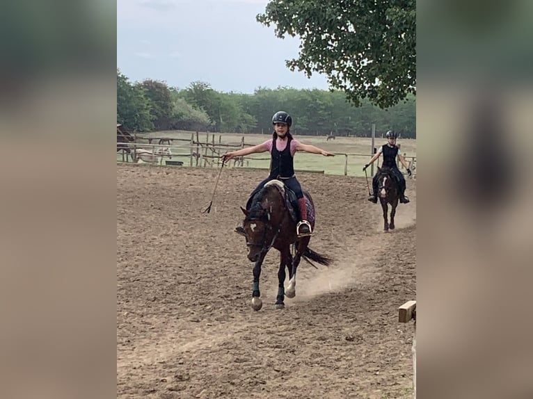 Welsh B Mare 11 years 13,1 hh Bay in Dunaharaszti