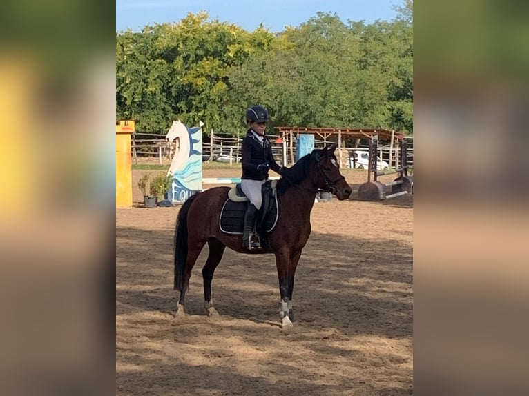 Welsh B Mare 11 years 13,1 hh Bay in Dunaharaszti