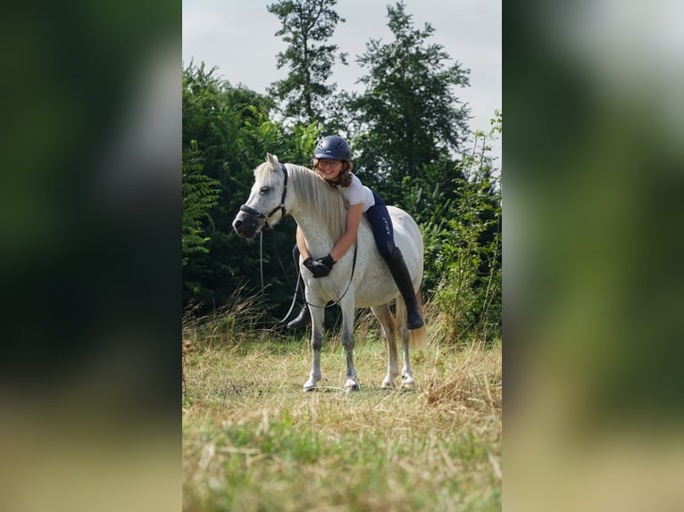 Welsh B Mare 12 years 11,2 hh Gray-Dapple in Westerlee