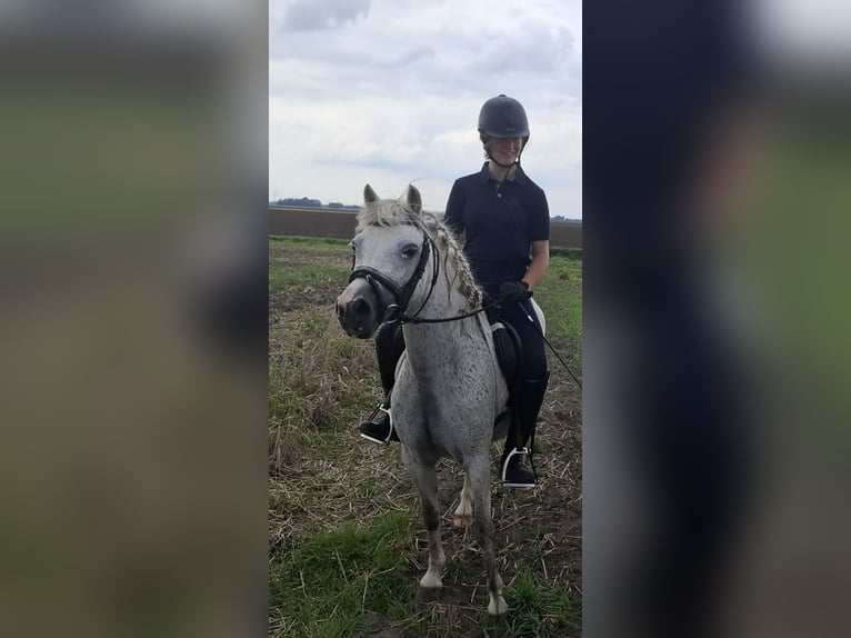 Welsh B Mare 12 years 11,2 hh Gray-Dapple in Westerlee