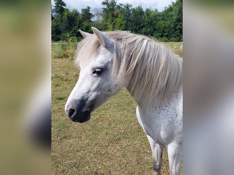 Welsh B Mare 12 years 11,2 hh Gray-Dapple in Westerlee