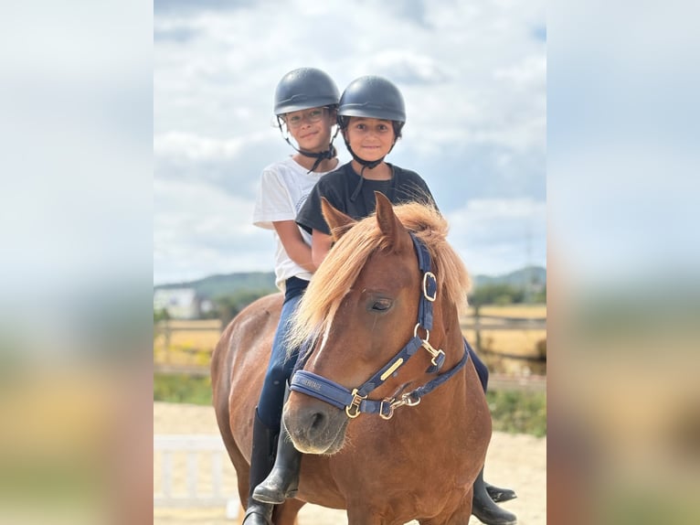 Welsh B Mare 12 years 12.1 hh Chestnut-Red in Bergheim