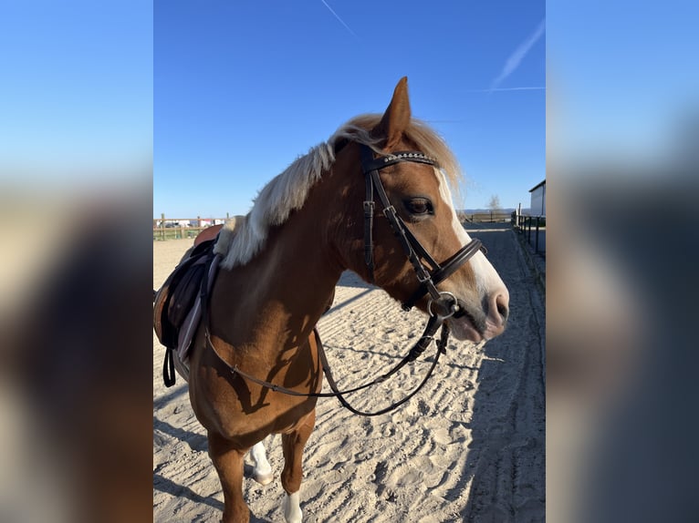 Welsh B Mare 12 years 12.2 hh Chestnut-Red in Dortmund