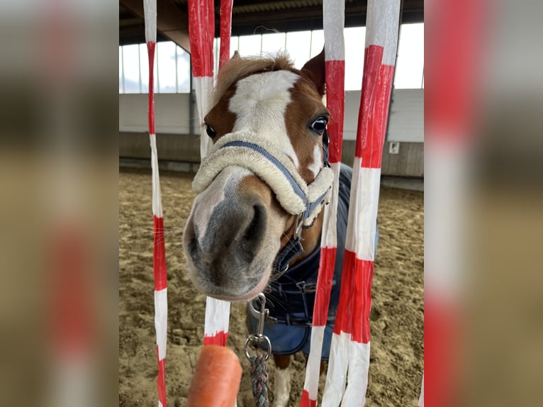 Welsh B Mare 12 years 12.2 hh Chestnut-Red in Dortmund