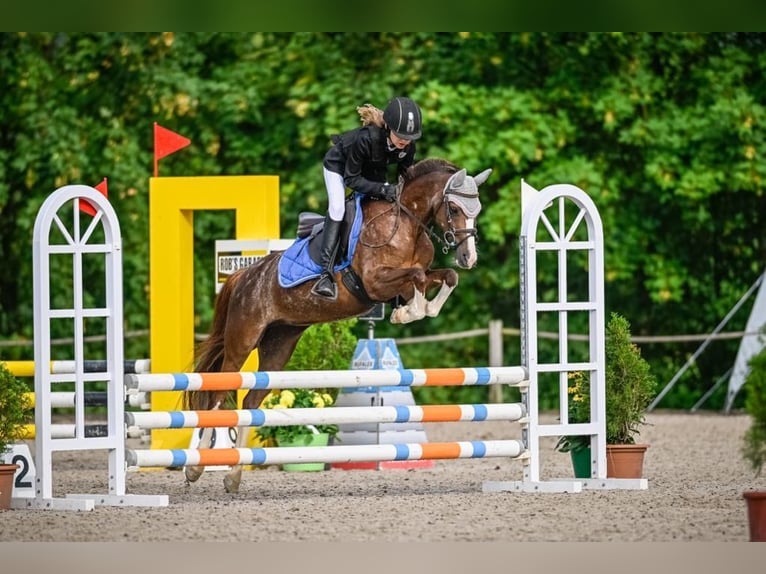 Welsh B Mare 12 years 12,2 hh Chestnut-Red in Basadingen