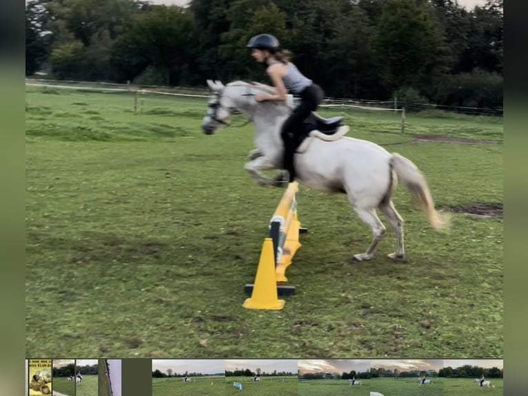 Welsh B Mare 12 years 12,2 hh Gray in Brockel