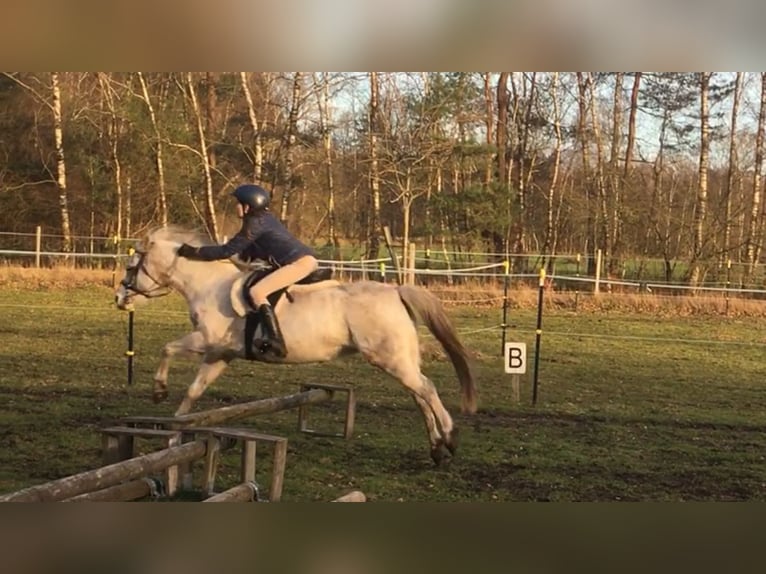 Welsh B Mare 12 years 12,2 hh Gray in Brockel