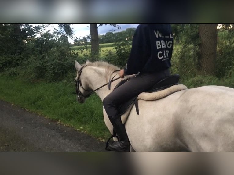 Welsh B Mare 12 years 12,2 hh Gray in Brockel