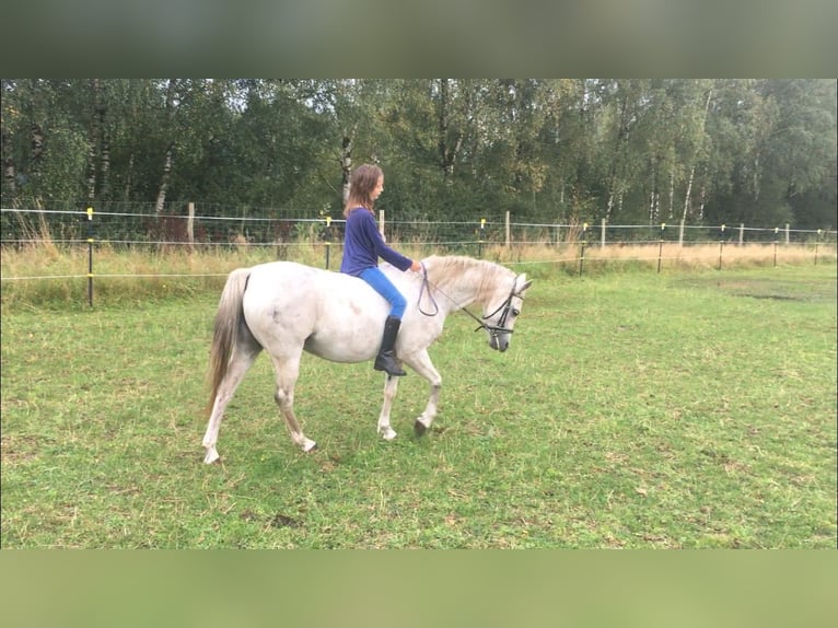 Welsh B Mare 12 years 12,2 hh Gray in Brockel