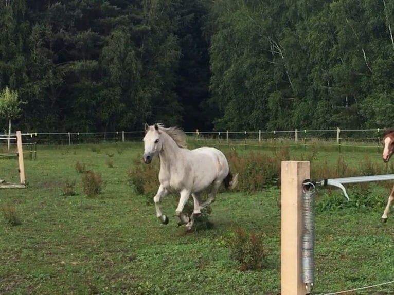 Welsh B Mare 12 years 12,2 hh Gray in Brockel