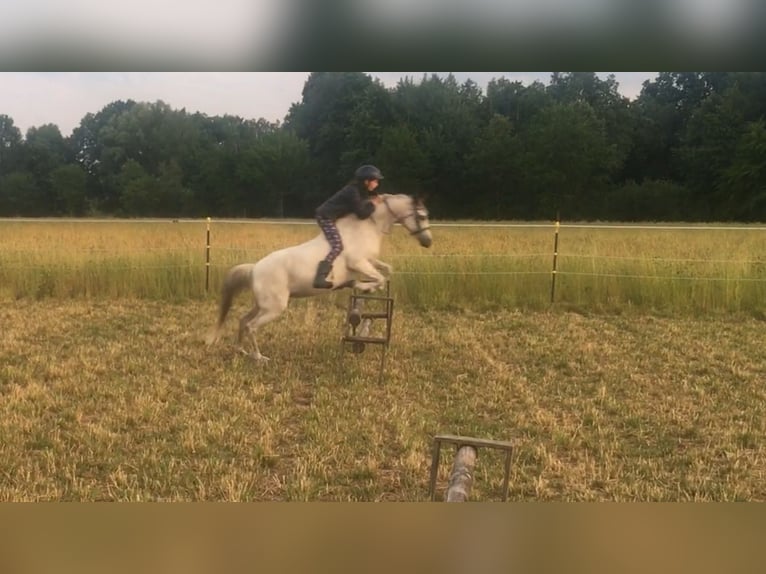 Welsh B Mare 12 years 12,2 hh Gray in Brockel