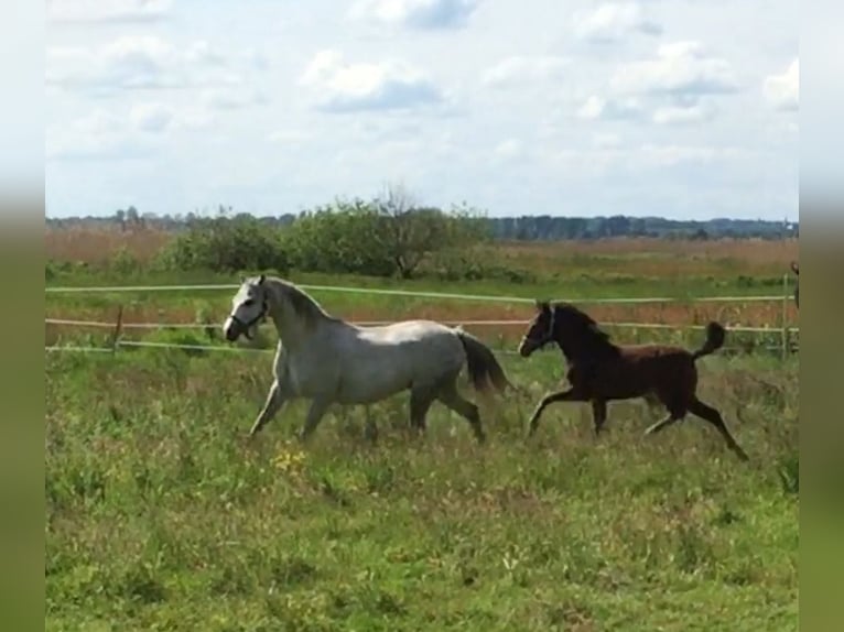 Welsh B Mare 12 years 12,2 hh Gray in Brockel