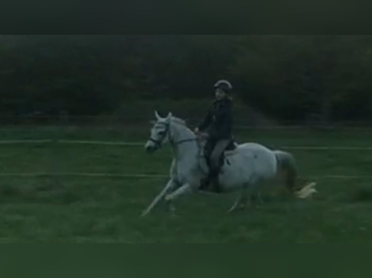 Welsh B Mare 12 years 12,2 hh Gray in Brockel