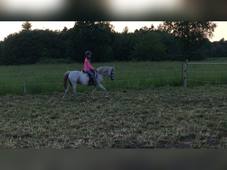 Welsh B Mare 12 years 12,2 hh Gray in Brockel