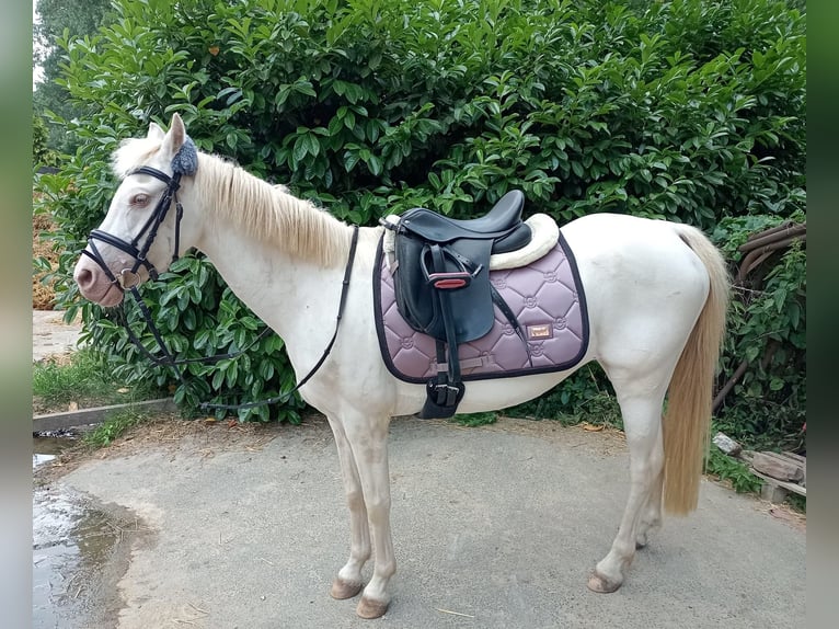Welsh B Mare 12 years 12,1 hh Perlino in Wetter (Ruhr)