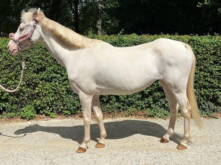 Welsh B Mare 12 years 12,1 hh Perlino in Wetter (Ruhr)