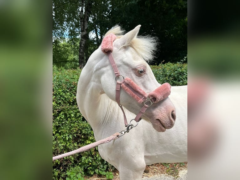 Welsh B Mare 12 years 12,1 hh Perlino in Wetter (Ruhr)