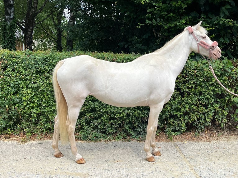 Welsh B Mare 12 years 12,1 hh Perlino in Wetter (Ruhr)