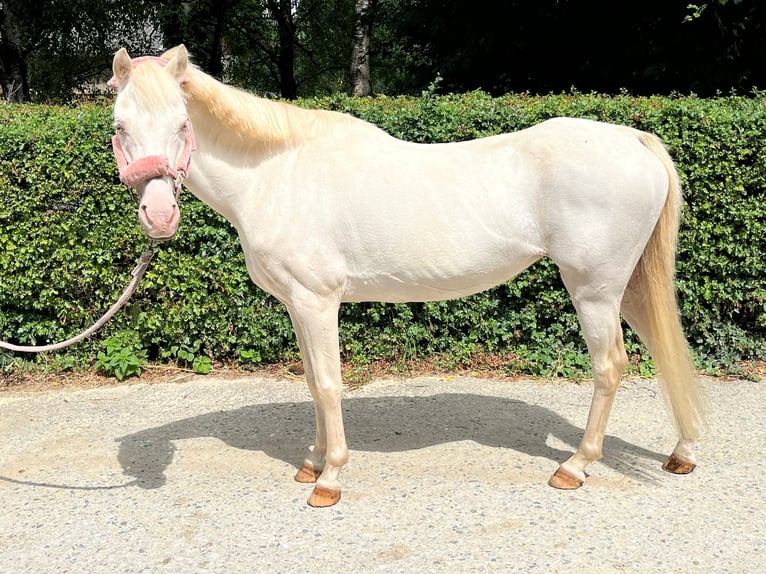 Welsh B Mare 12 years 12,1 hh Perlino in Wetter (Ruhr)