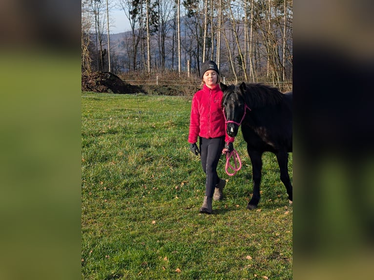 Welsh B Mix Mare 12 years 12,2 hh Black in Lautertal