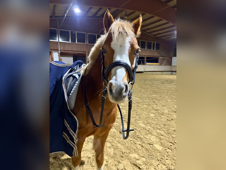 Welsh B Mare 12 years 12,2 hh Chestnut-Red in Dortmund