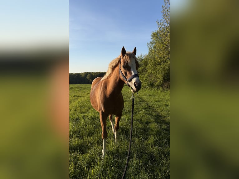Welsh B Mare 12 years 12,2 hh Chestnut-Red in Dortmund