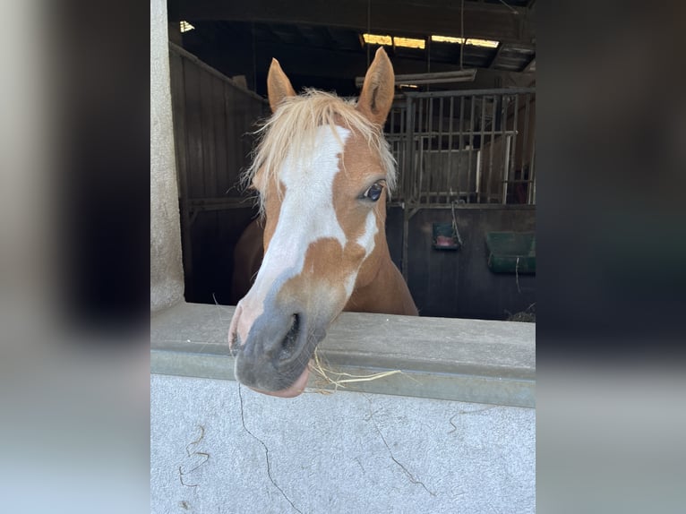 Welsh B Mare 12 years 12,2 hh Chestnut-Red in Dortmund