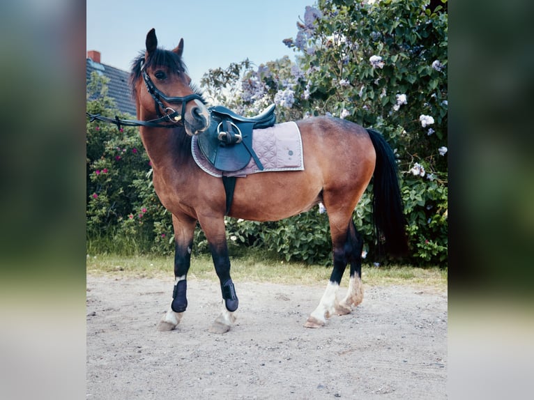 Welsh B Mare 12 years 13,1 hh Brown in Süsel