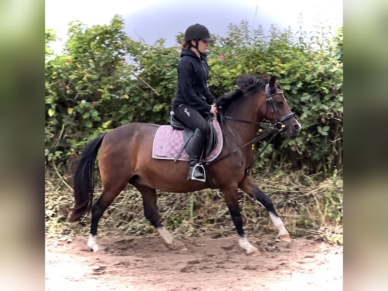 Welsh B Mare 12 years 13,1 hh Brown in Süsel