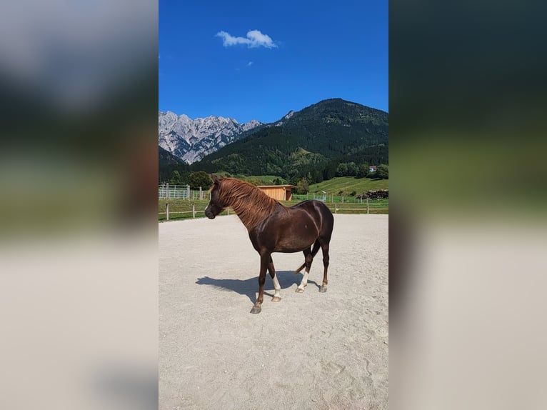 Welsh B Mix Mare 12 years 13,1 hh Chestnut-Red in Admont