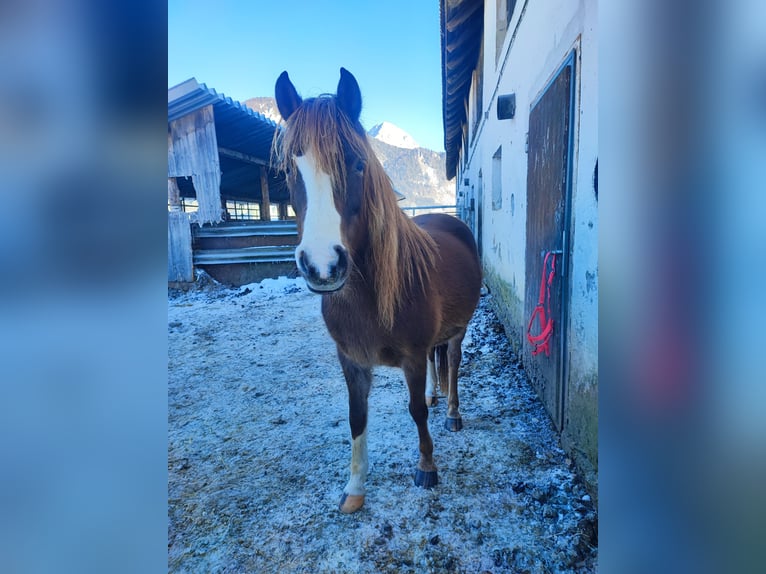 Welsh B Mix Mare 12 years 13,1 hh Chestnut-Red in Admont