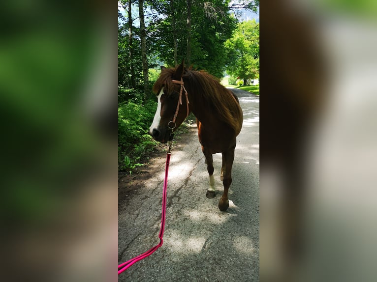 Welsh B Mix Mare 12 years 13,1 hh Chestnut-Red in Admont