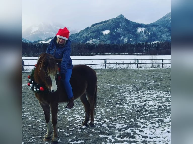 Welsh B Mix Mare 12 years 13,1 hh Chestnut-Red in Admont