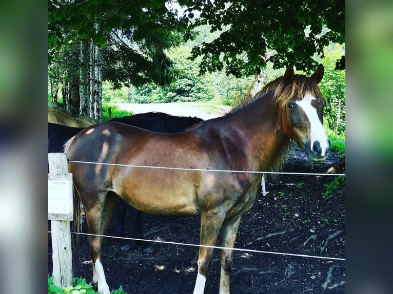 Welsh B Mix Mare 12 years 13,1 hh Chestnut-Red in Admont