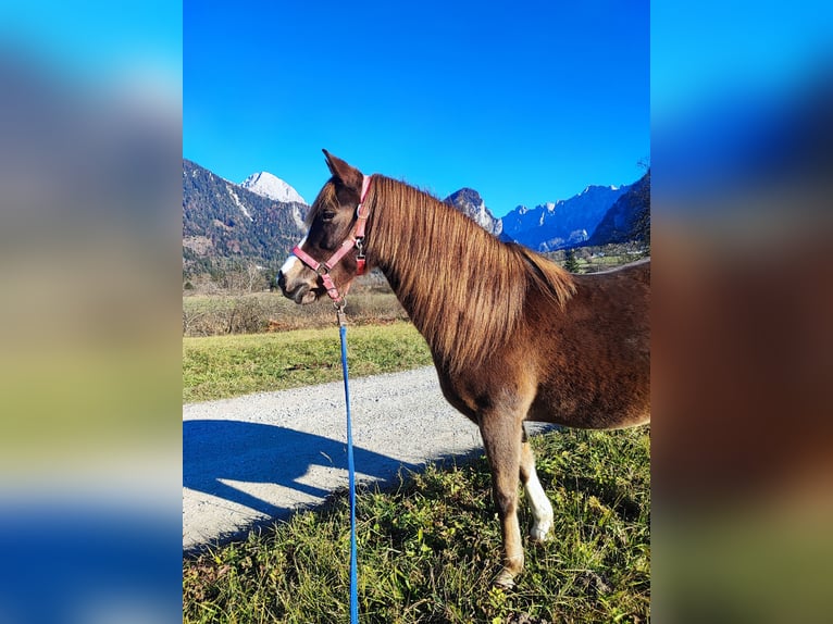 Welsh B Mix Mare 12 years 13,1 hh Chestnut-Red in Admont