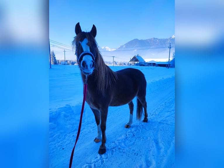 Welsh B Mix Mare 12 years 13,1 hh Chestnut-Red in Admont