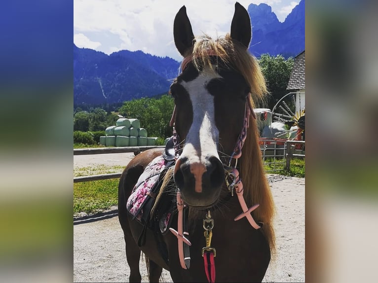 Welsh B Mix Mare 12 years 13,1 hh Chestnut-Red in Admont