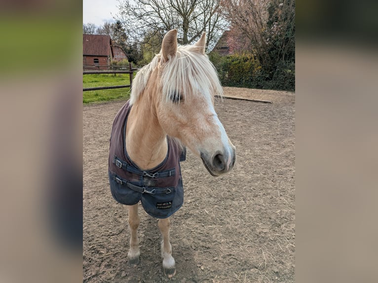 Welsh B Mare 12 years 13 hh Palomino in Pattensen