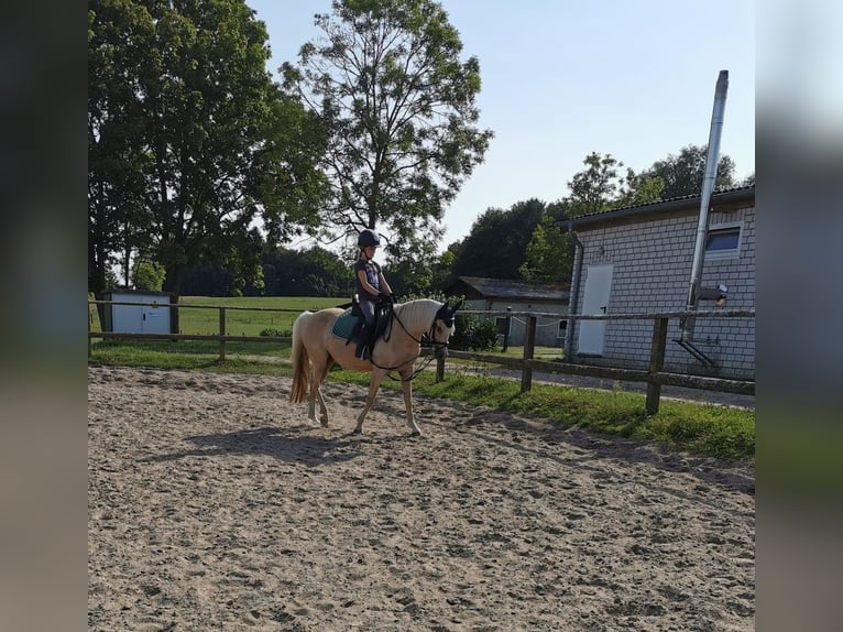 Welsh B Mare 12 years 13 hh Palomino in Pattensen