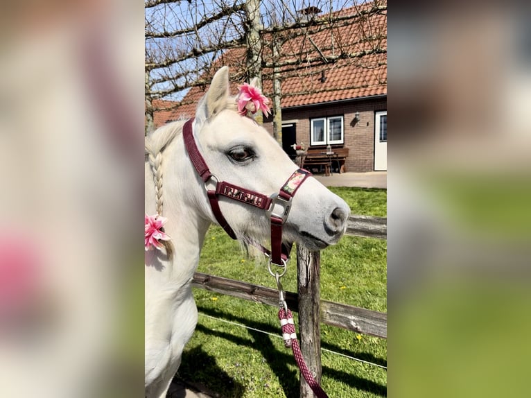 Welsh B Mare 13 years 11.2 hh Grey in Barneveld